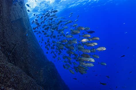 New study: Protecting large ocean areas doesn’t curb fishing .